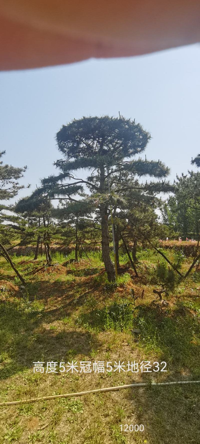 莱芜造型油松本公司主营：造型油松，造型黑松，精品赤松，各