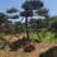 莱芜造型油松本公司主营：造型油松，造型黑松，精品赤松，各