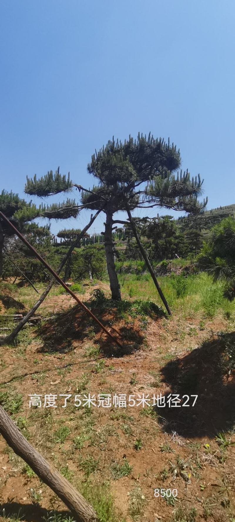 莱芜造型油松本公司主营：造型油松，造型黑松，精品赤松，各