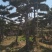 莱芜造型油松本公司主营：造型油松，造型黑松，精品赤松，各