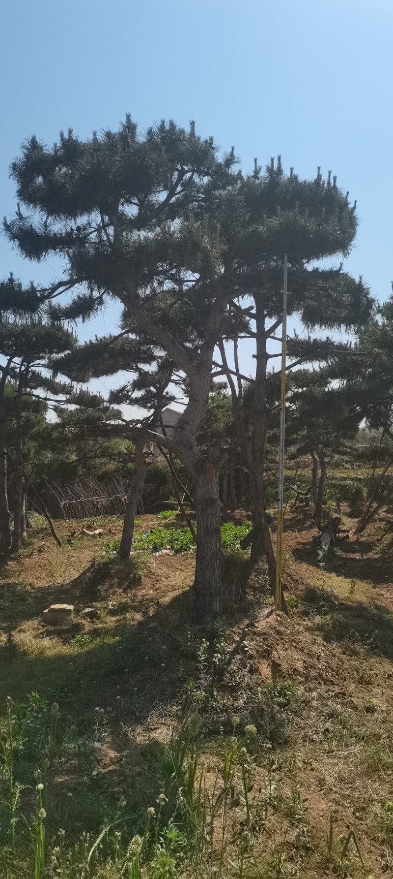 莱芜造型油松本公司主营：造型油松，造型黑松，精品赤松，各