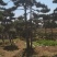 莱芜造型油松本公司主营：造型油松，造型黑松，精品赤松，各