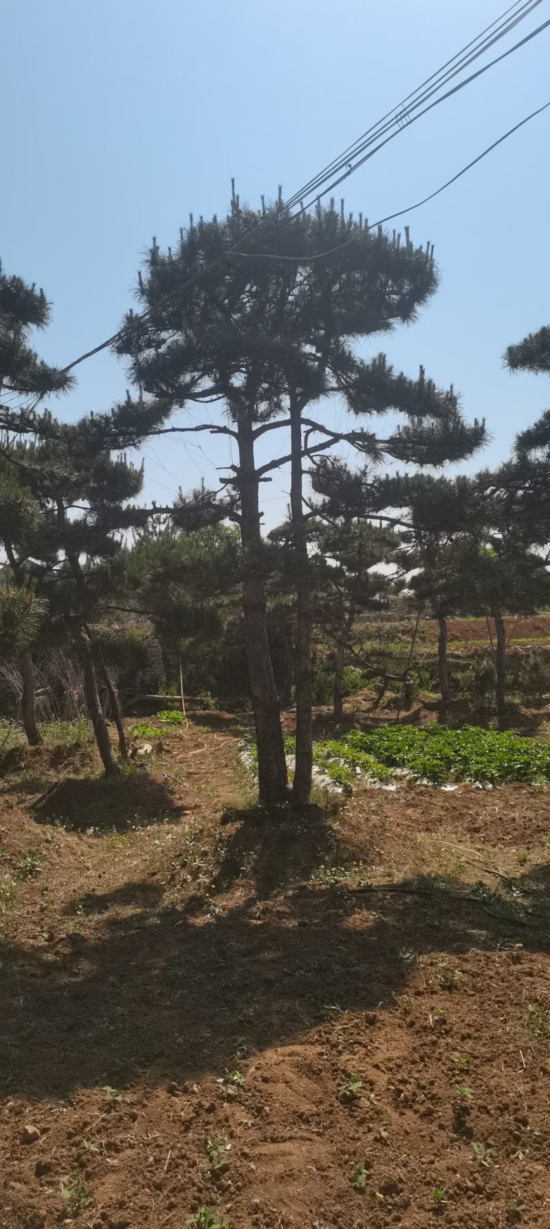 莱芜造型油松本公司主营：造型油松，造型黑松，精品赤松，各