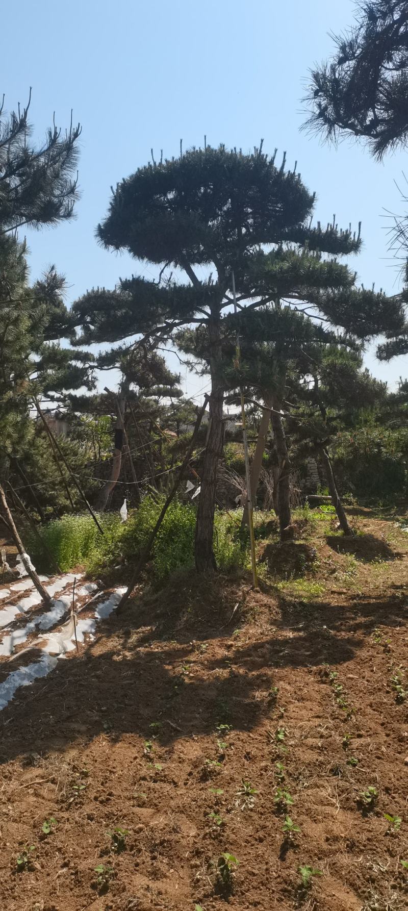 莱芜造型油松本公司主营：造型油松，造型黑松，精品赤松，各