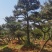 莱芜造型油松本公司主营：造型油松，造型黑松，精品赤松，各