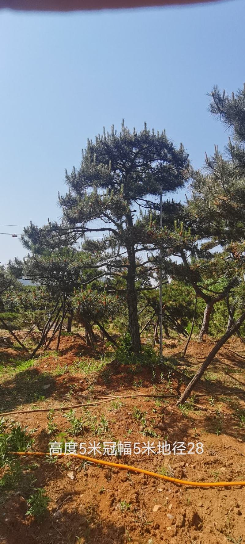莱芜造型油松本公司主营：造型油松，造型黑松，精品赤松，各