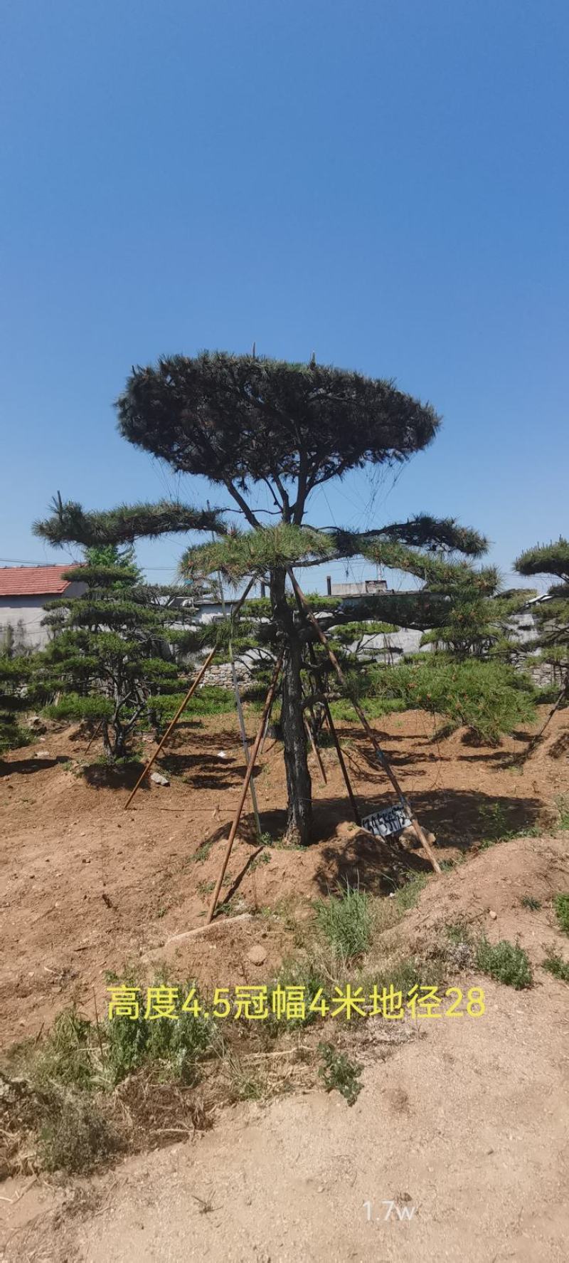 莱芜造型油松本公司主营：造型油松，造型黑松，精品赤松，各