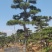 莱芜造型油松本公司主营：造型油松，造型黑松，精品赤松，各