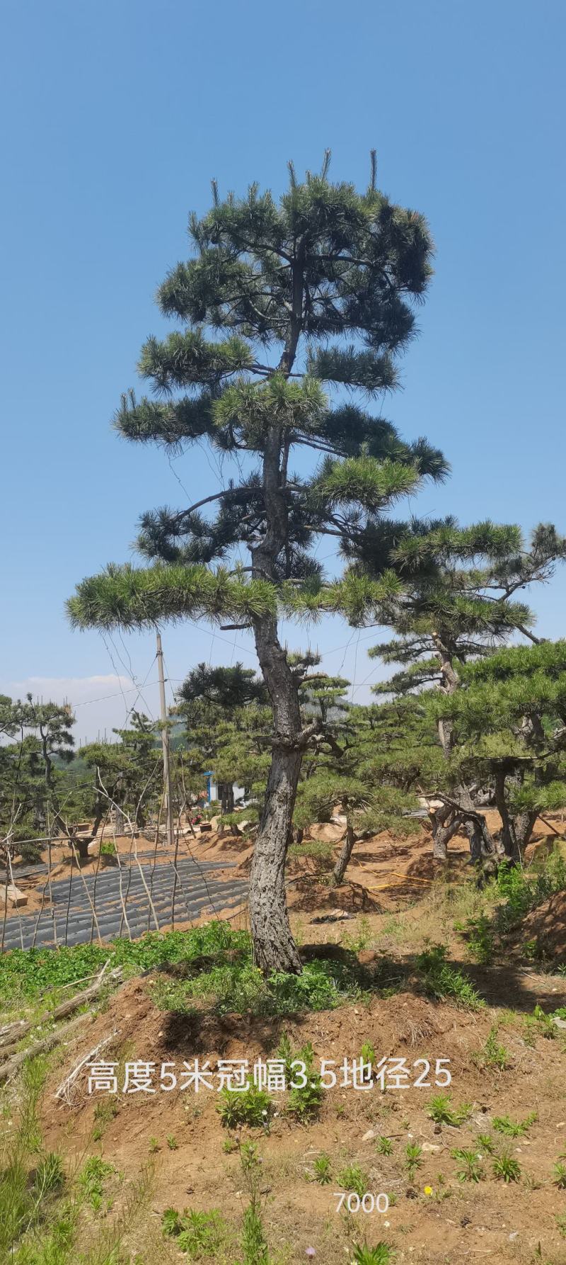 莱芜造型油松本公司主营：造型油松，造型黑松，精品赤松，各