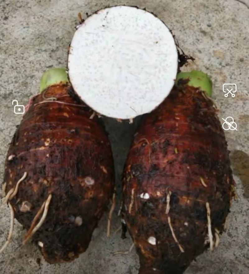 卖富硒香芋，