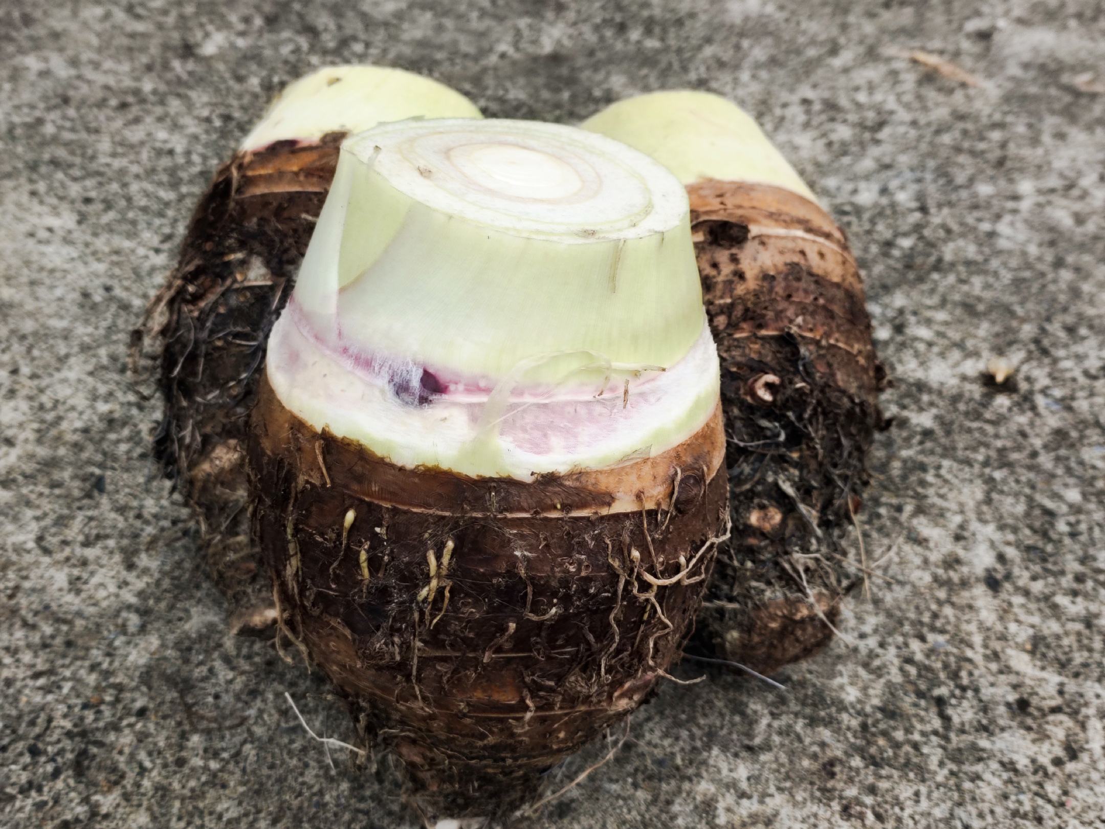 展示一个切开但未处理的香芋 切开一半的香芋放置在厨房台面上