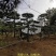 莱芜造型油松本公司主营：造型油松，造型黑松，精品赤松，