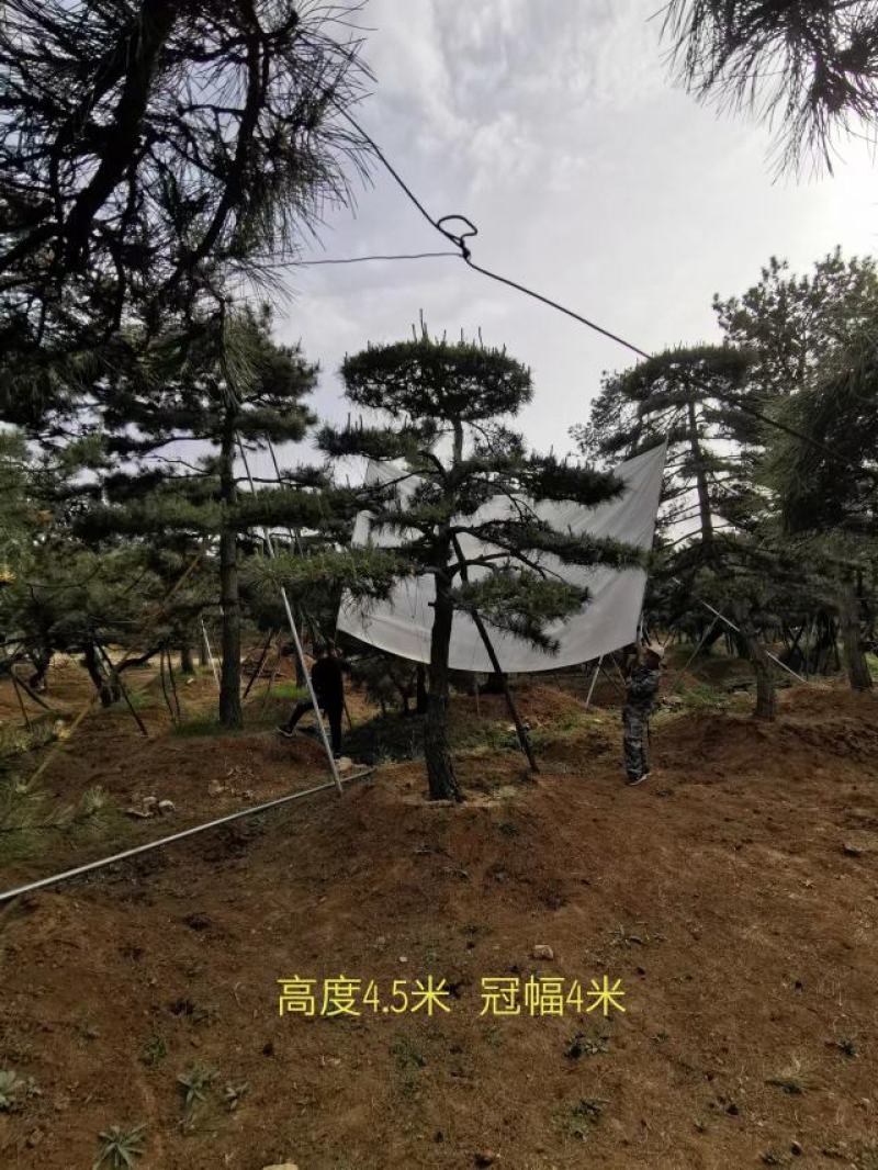 莱芜造型油松本公司主营：造型油松，造型黑松，精品赤松，