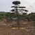 莱芜造型油松本公司主营：造型油松，造型黑松，精品赤松，