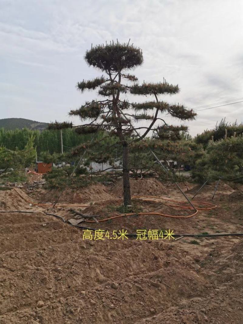 莱芜造型油松本公司主营：造型油松，造型黑松，精品赤松，
