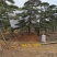 莱芜造型油松本公司主营：造型油松，造型黑松，精品赤松，