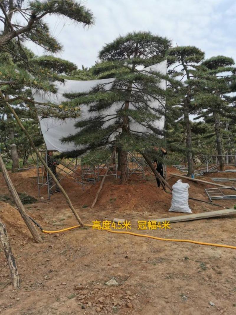 莱芜造型油松本公司主营：造型油松，造型黑松，精品赤松，
