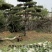 莱芜造型油松本公司主营：造型油松，造型黑松，精品赤松，