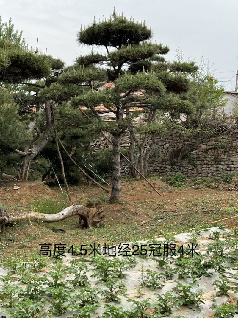 莱芜造型油松本公司主营：造型油松，造型黑松，精品赤松，
