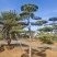 莱芜造型油松本公司主营：造型油松，造型黑松，精品赤松，