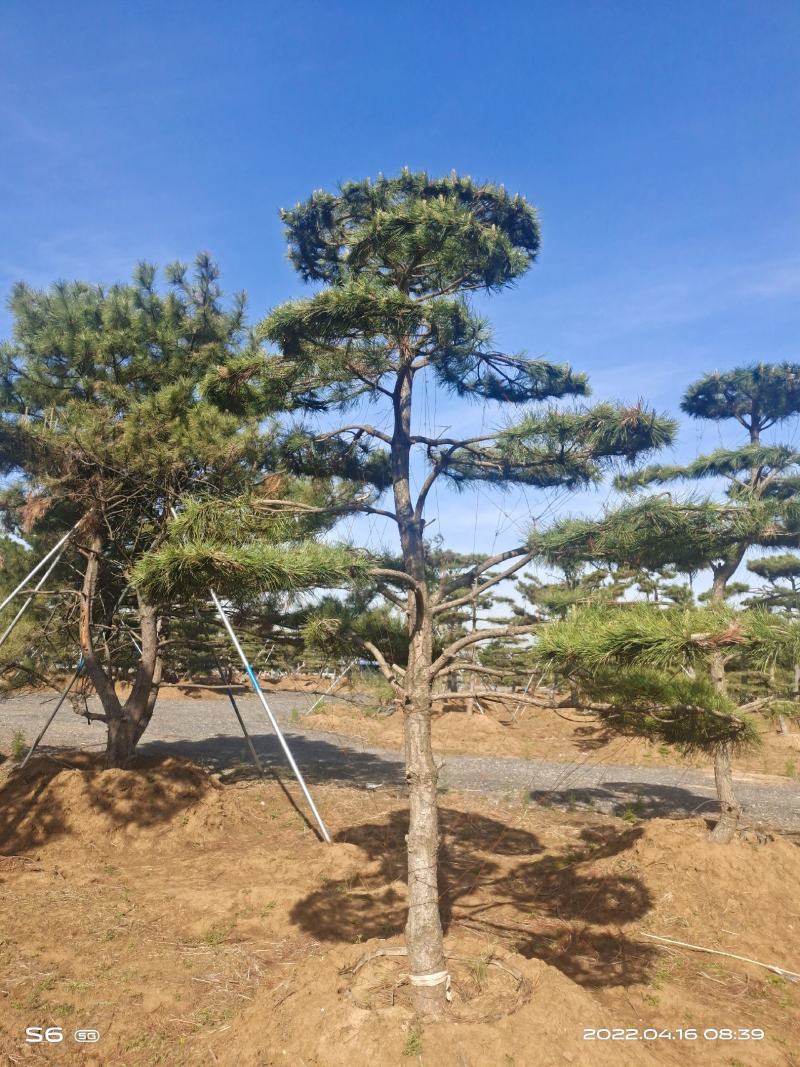 莱芜造型油松本公司主营：造型油松，造型黑松，精品赤松，
