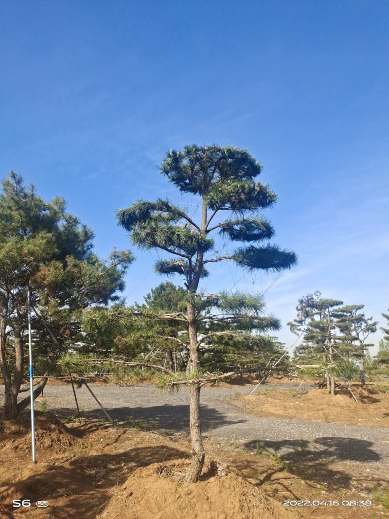 莱芜造型油松本公司主营：造型油松，造型黑松，精品赤松，