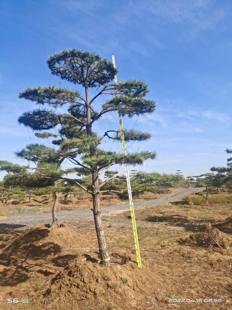 莱芜造型油松本公司主营：造型油松，造型黑松，精品赤松，