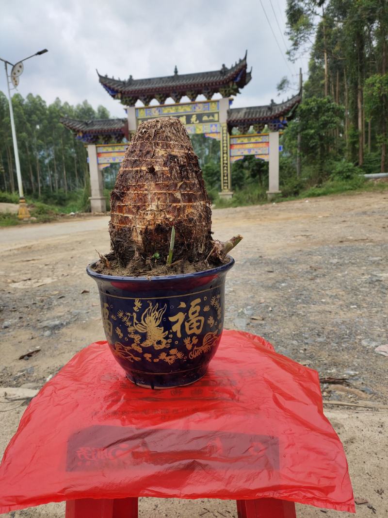 卖富硒香芋，