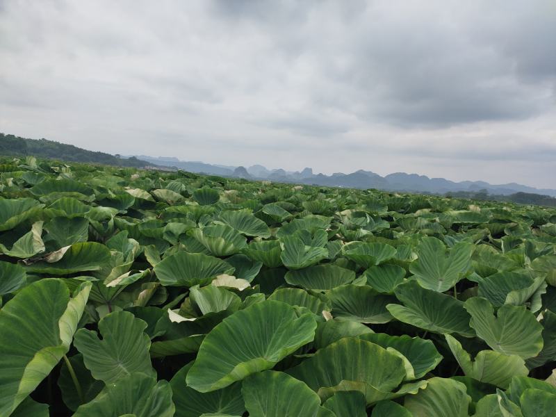 卖富硒香芋，