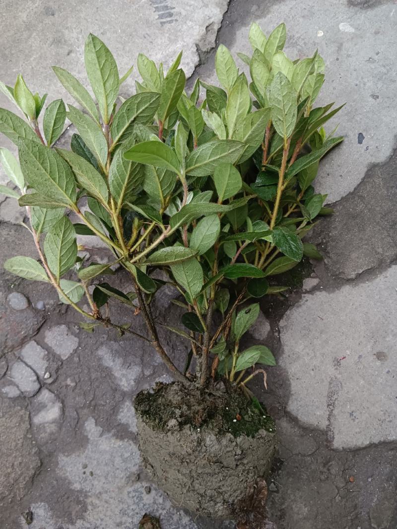 安酷杜鹃成品苗，四季杜鹃，耐寒耐高温，花开四季，