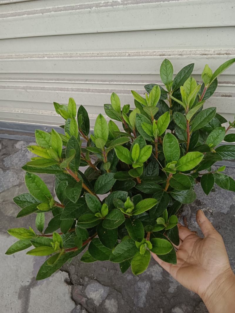 安酷杜鹃成品苗，四季杜鹃，耐寒耐高温，花开四季，