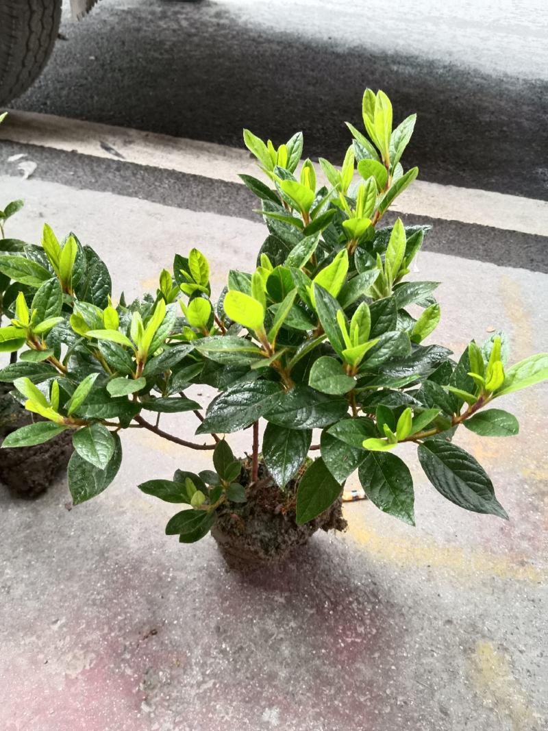 安酷杜鹃成品苗，四季杜鹃，耐寒耐高温，花开四季，