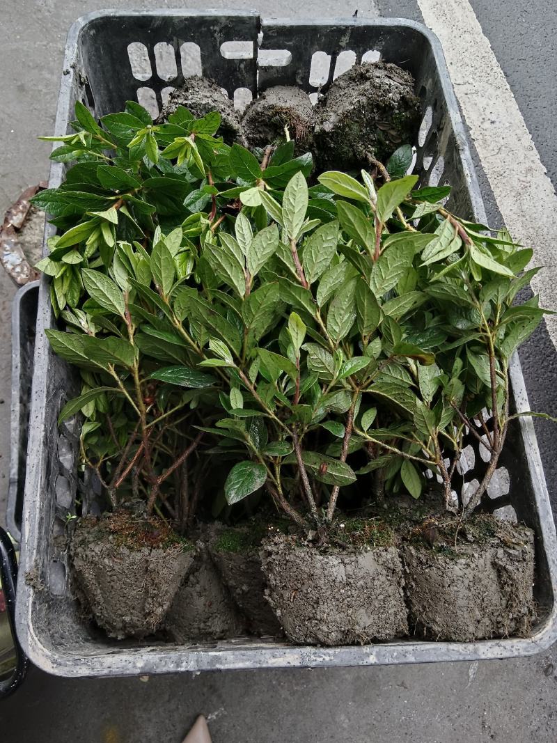 安酷杜鹃成品苗，四季杜鹃，耐寒耐高温，花开四季，