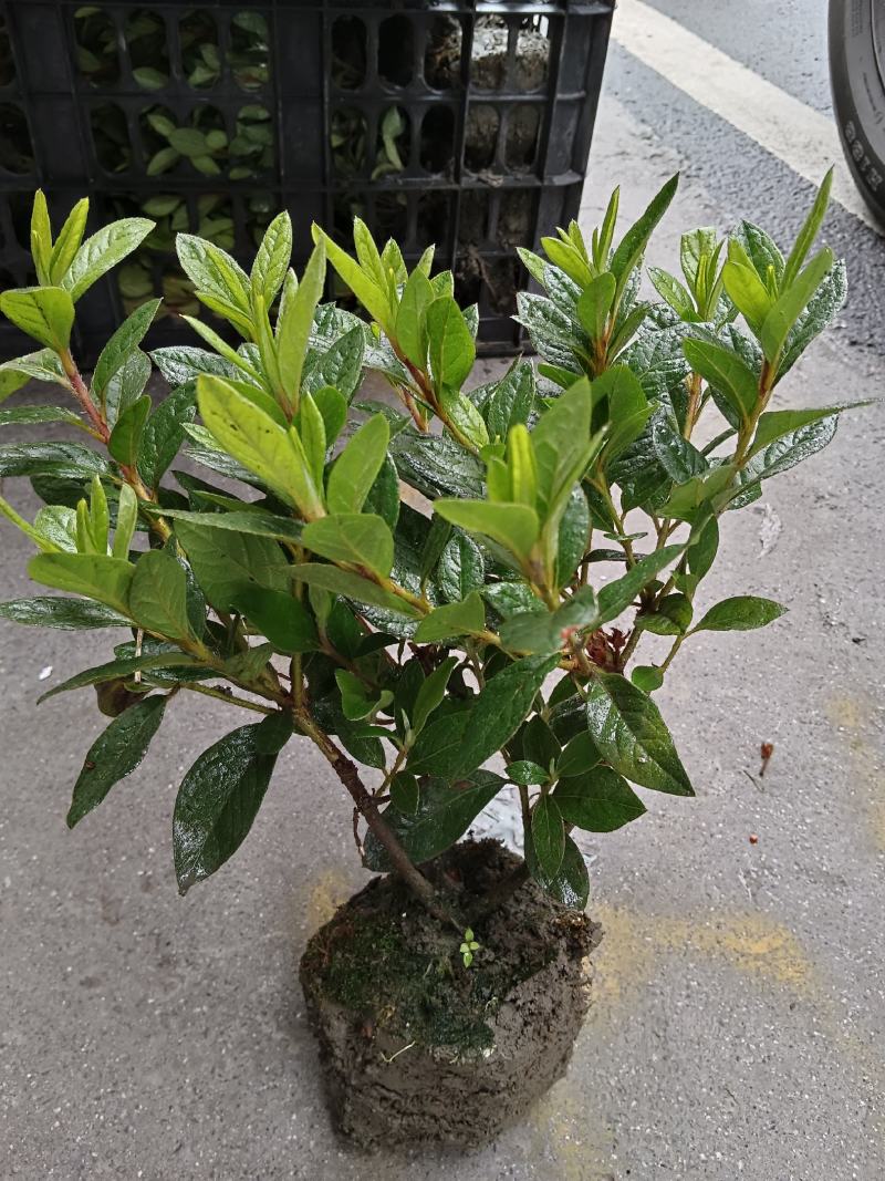 安酷杜鹃成品苗，四季杜鹃，耐寒耐高温，花开四季，