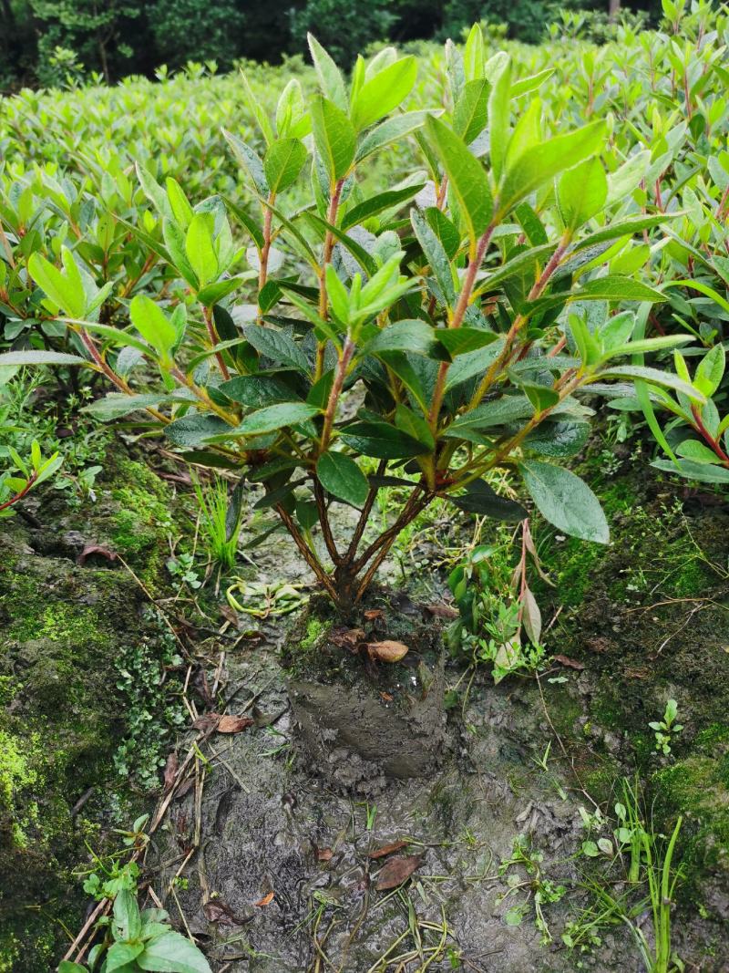 安酷杜鹃成品苗，四季杜鹃，耐寒耐高温，花开四季，