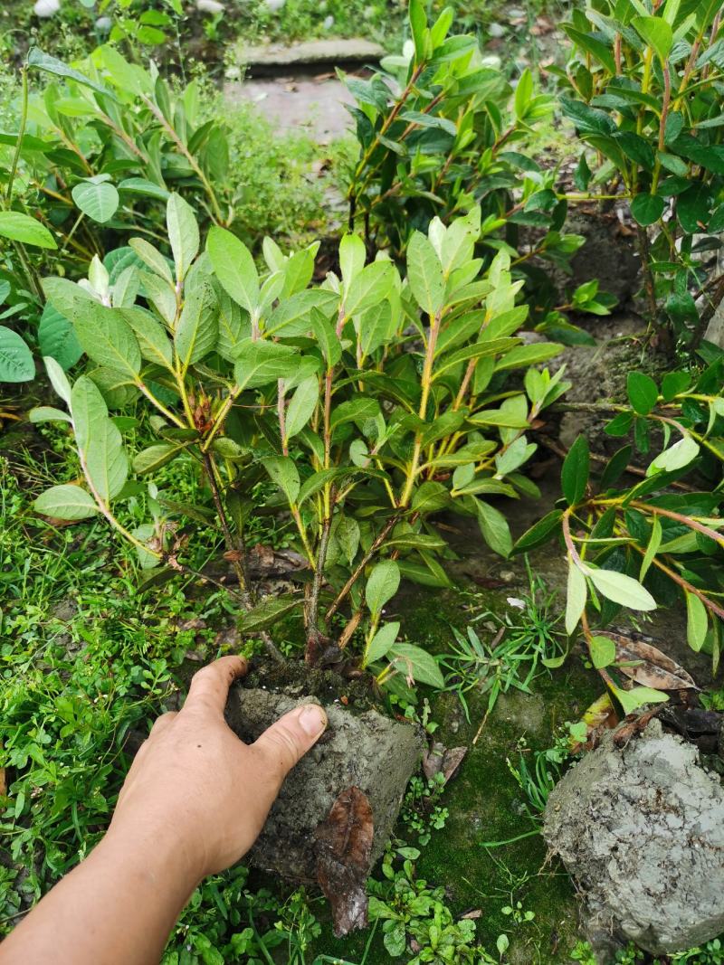 安酷杜鹃成品苗，四季杜鹃，耐寒耐高温，花开四季，