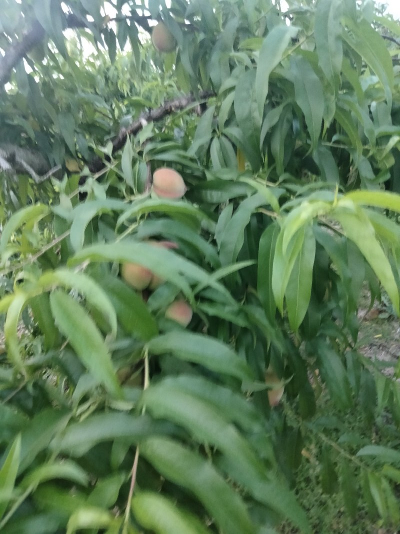 大红桃大量上市中