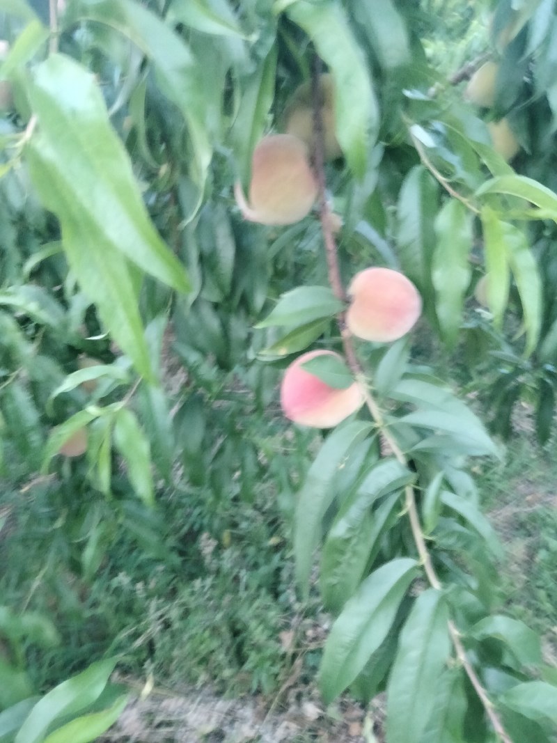 大红桃大量上市中