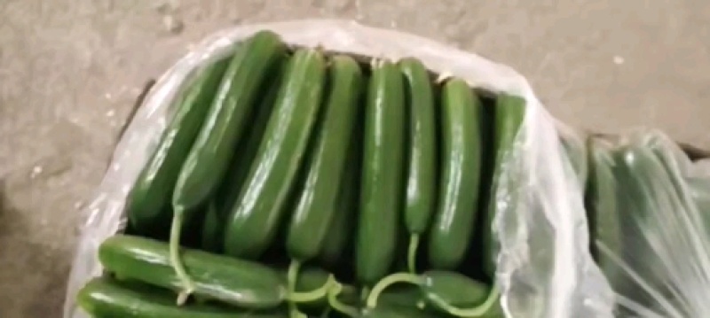 （精品小黄瓜）