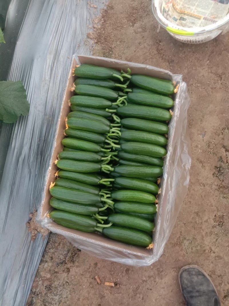 （精品小黄瓜）