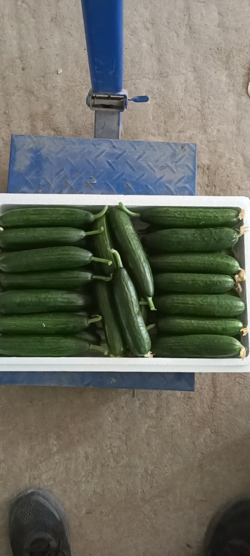 （精品小黄瓜）