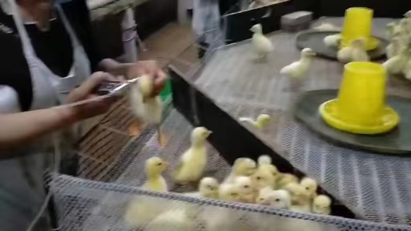 鹅苗，精品鹅苗，纯三花鹅苗，脱温鹅苗一手货源，大量供货