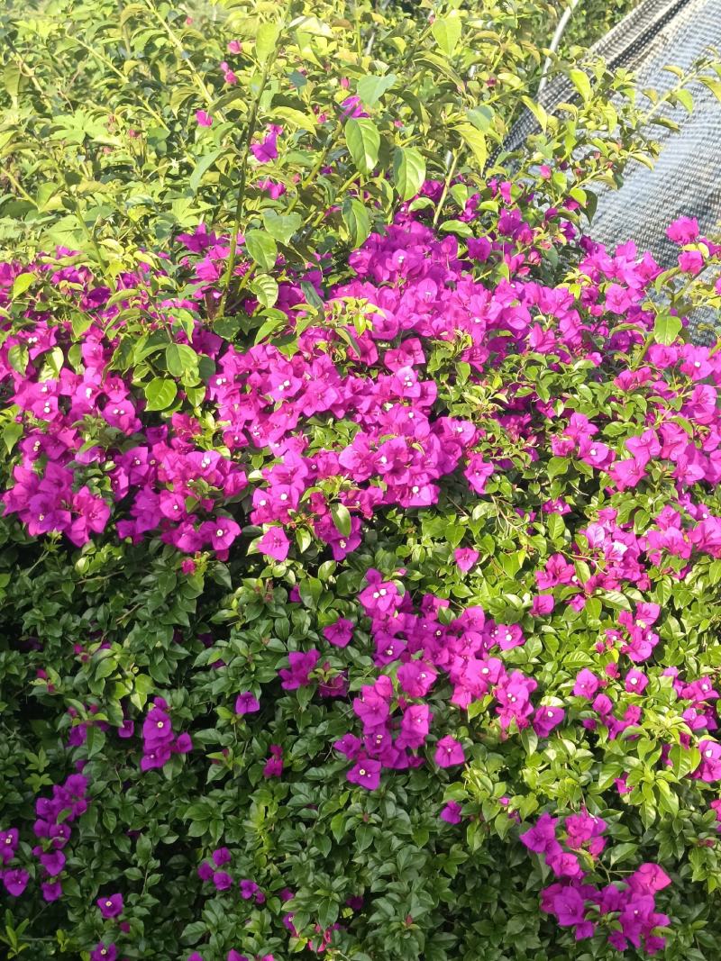 重庆永川田怡花卉三角梅