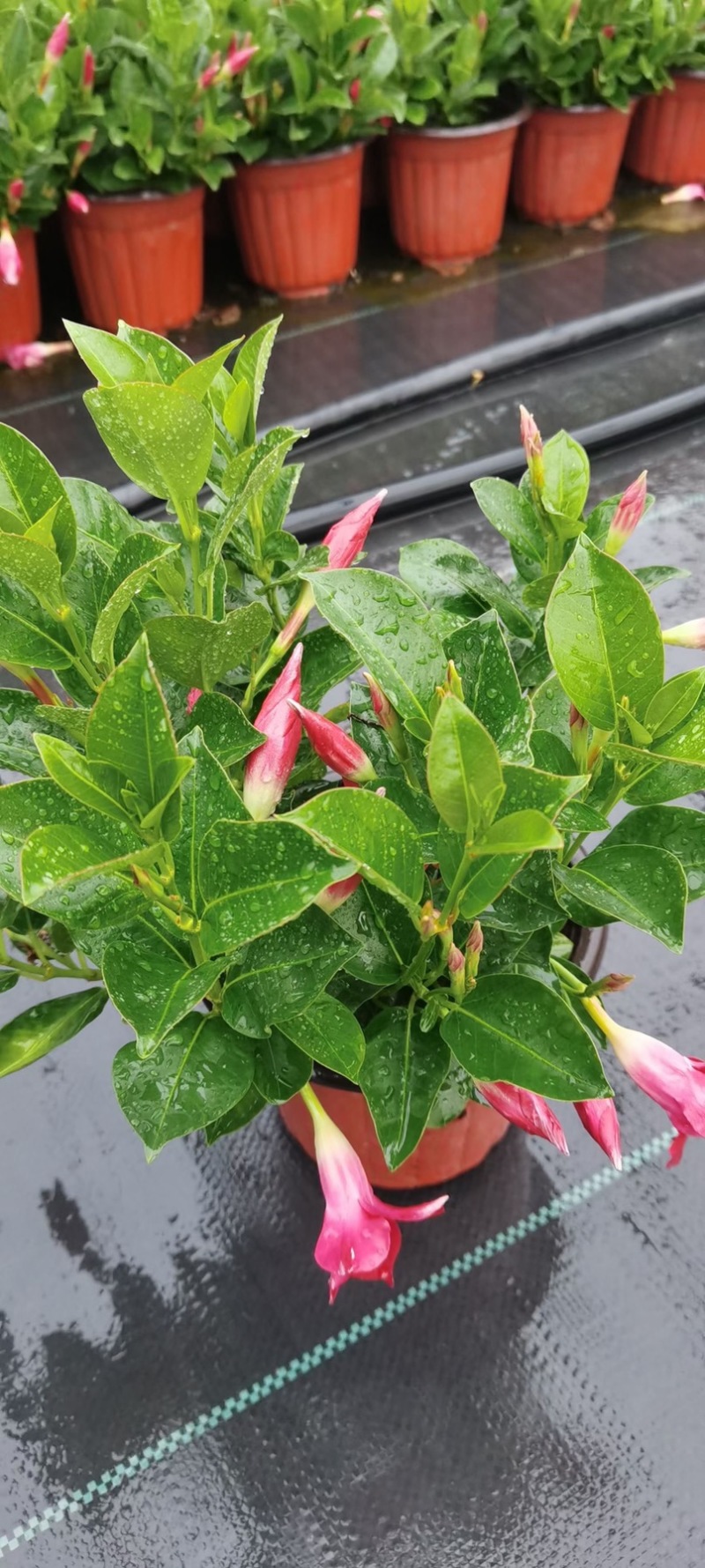 双喜藤。飘香藤植物盆栽花卉绿植室内外植物