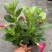 双喜藤。飘香藤植物盆栽花卉绿植室内外植物