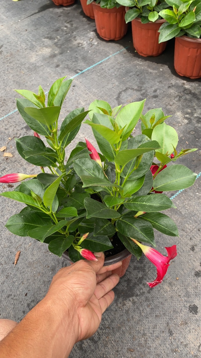 双喜藤。飘香藤植物盆栽花卉绿植室内外植物