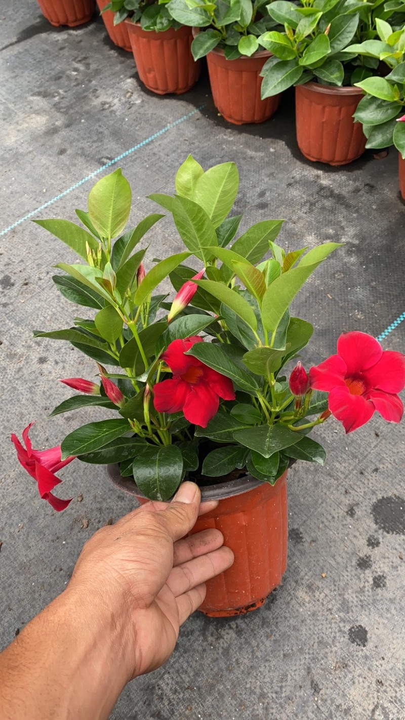 双喜藤。飘香藤植物盆栽花卉绿植室内外植物