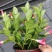 双喜藤。飘香藤植物盆栽花卉绿植室内外植物
