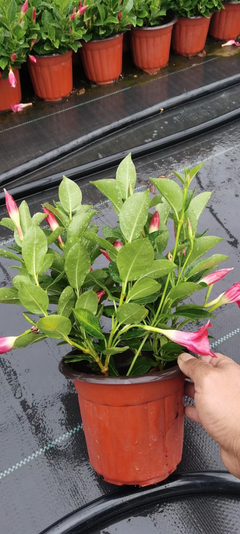 双喜藤。飘香藤植物盆栽花卉绿植室内外植物