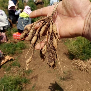 云南药材苗大天冬种苗，基地直供，大量有货